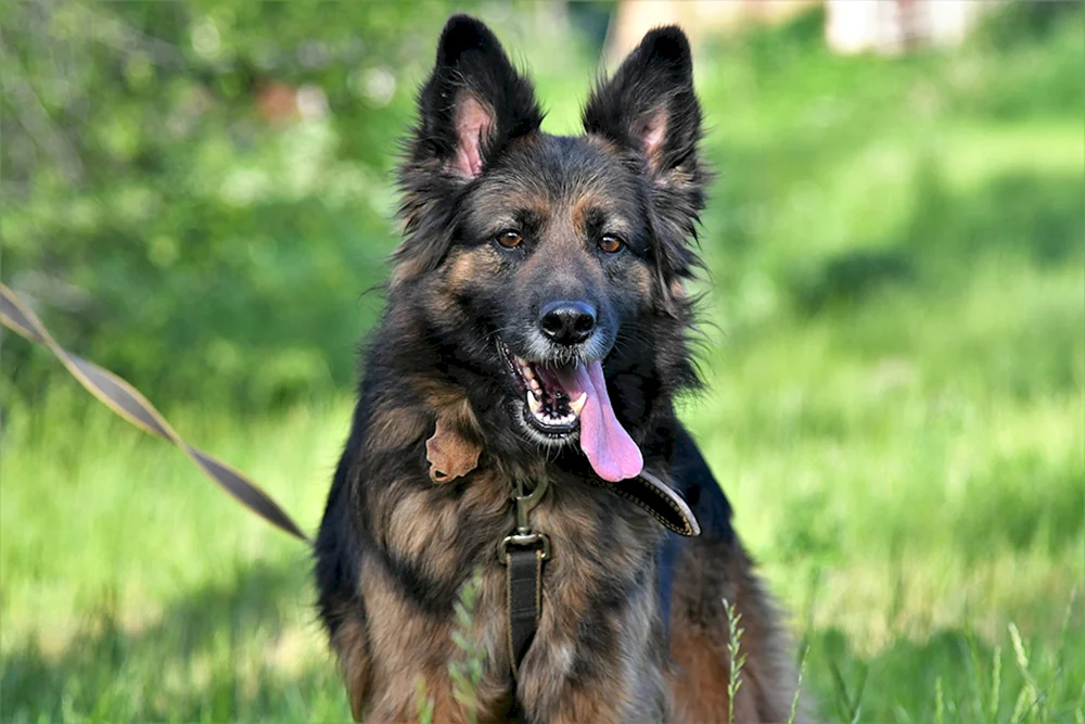 Belorussischer Langohr-Schäferhund. Schäferhund