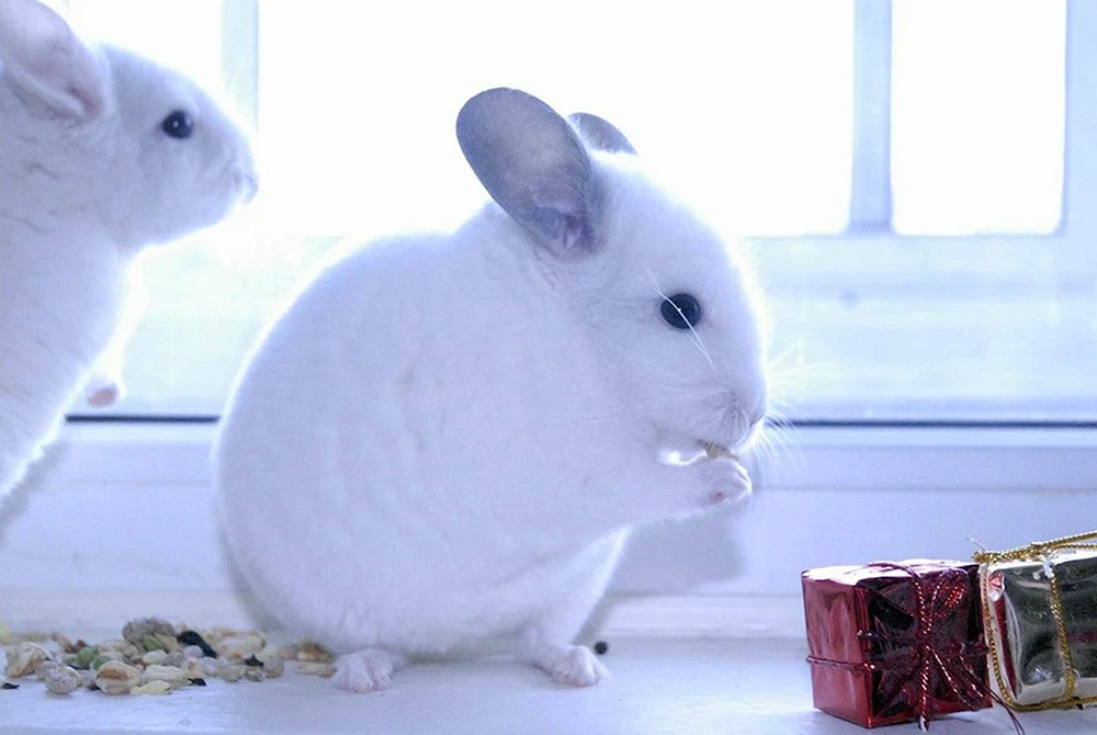 Wilson Chinchilla