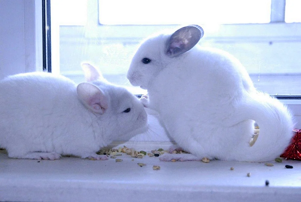 Weißes Chinchilla