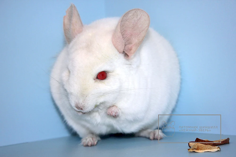 Shinchilla Wilson