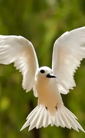 Schneeweiße Vögel