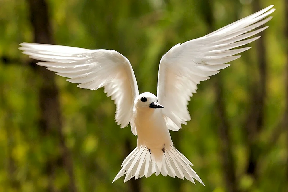 Schneeweiße Vögel