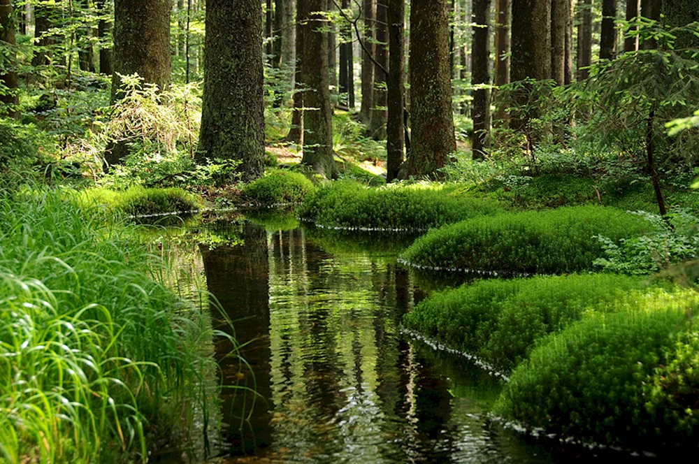 Belovezhskaya Pushcha River Forest