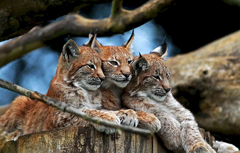 Belovezhskaya Puschtscha Luchs