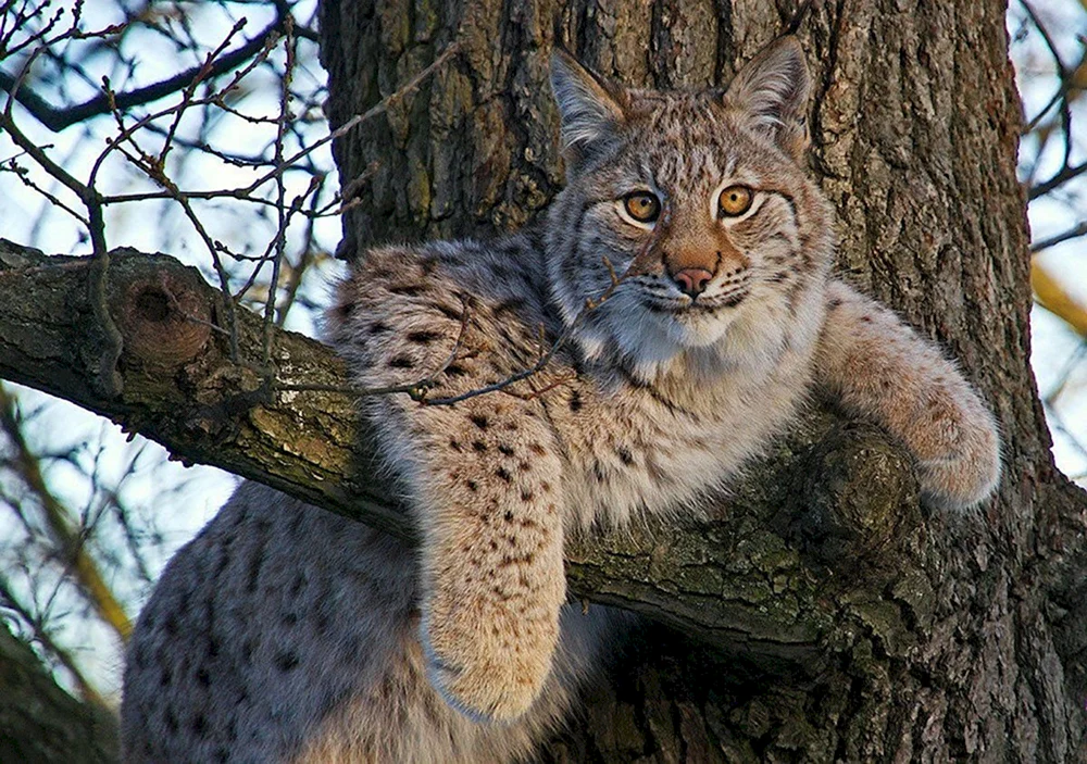 Belovezhskaya Sibirischer Luchs