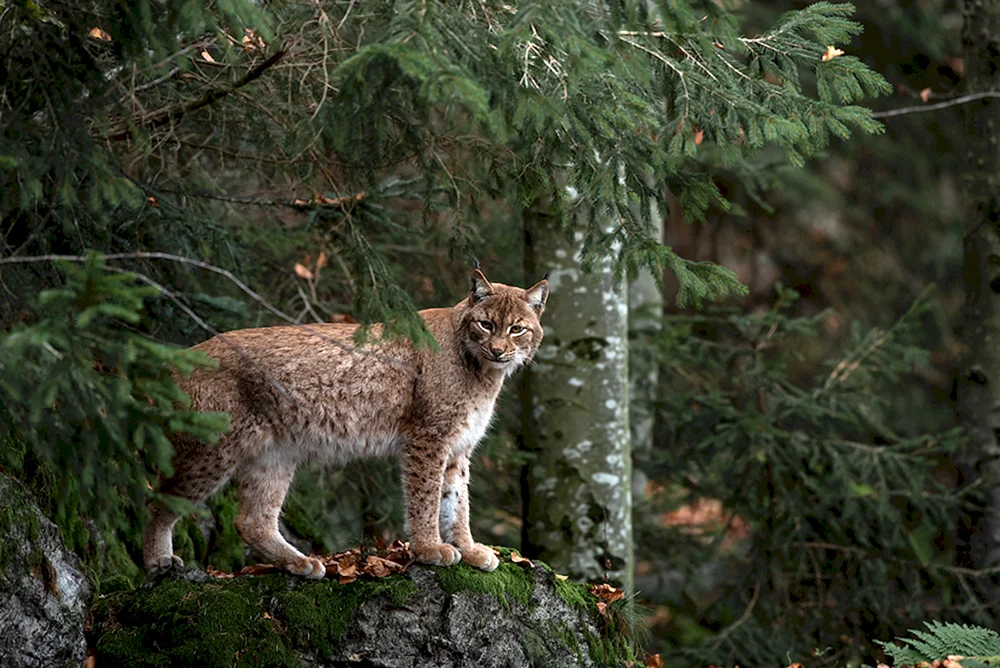 Belovezhskaya Puschtscha Luchs