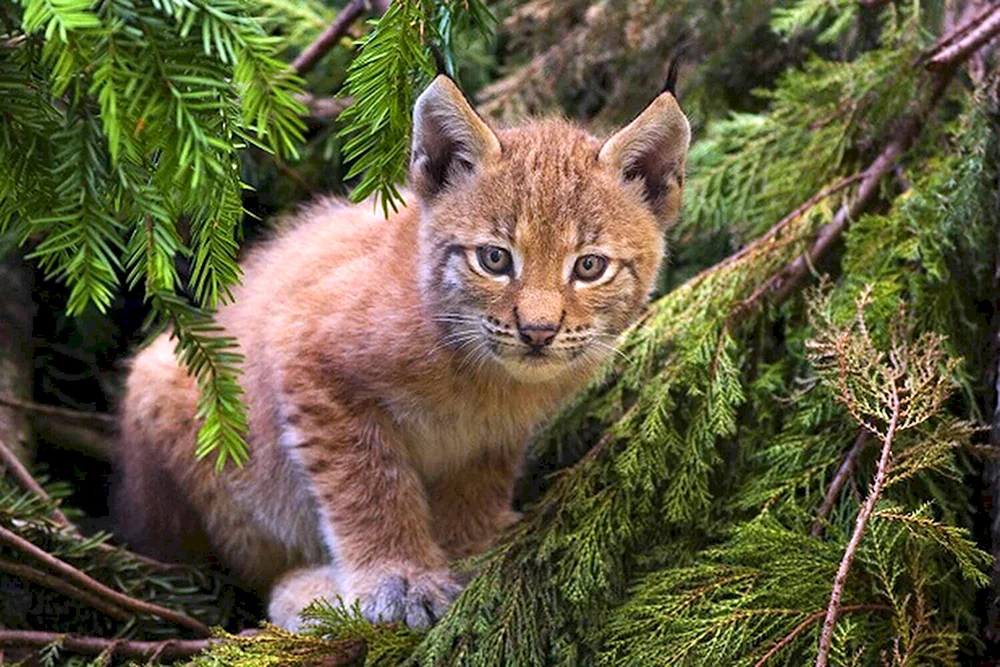 Belovezhskaya Puschtscha Luchs