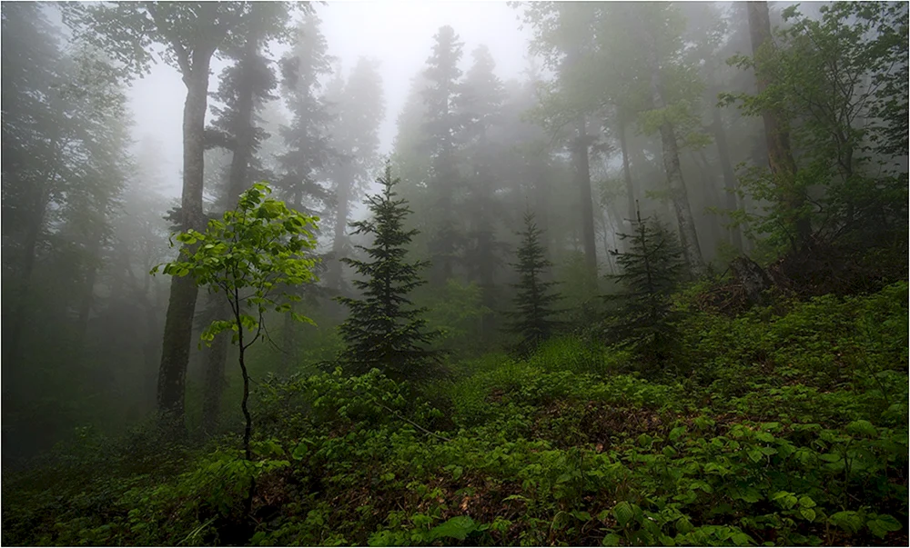 Nebelwald Wald 4k