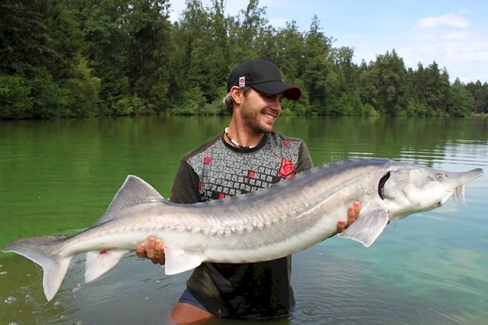 Beluga-Fisch
