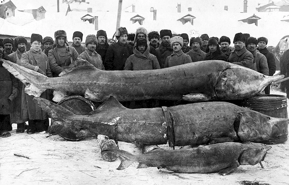 Beluga in der Wolga 1924 der größte