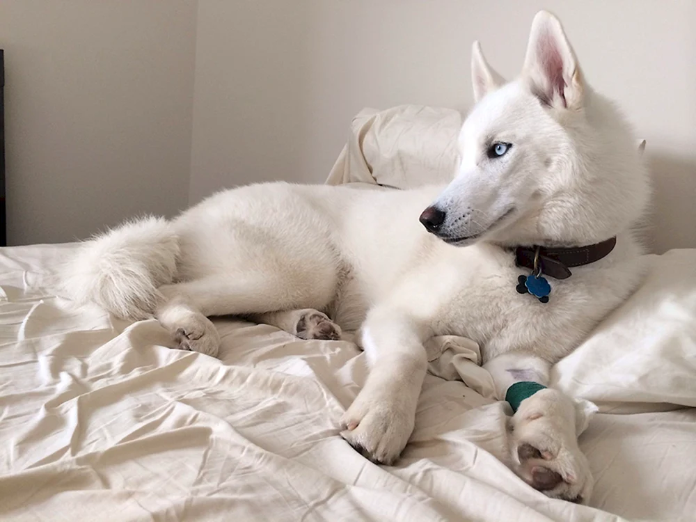 Husky albino