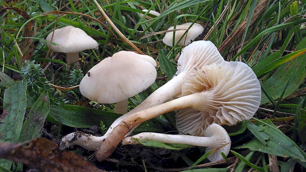 Weißer Knollenblätterpilz
