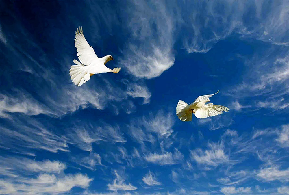 Weiße Vögel im Himmel