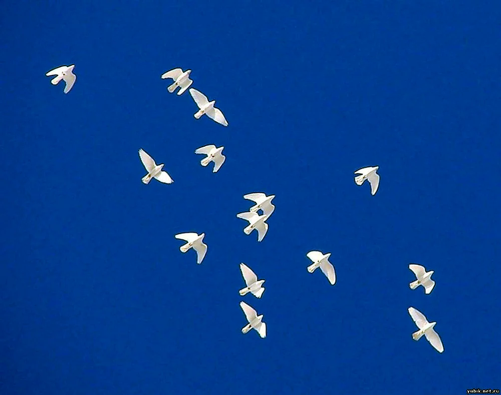 Vogel im Flug