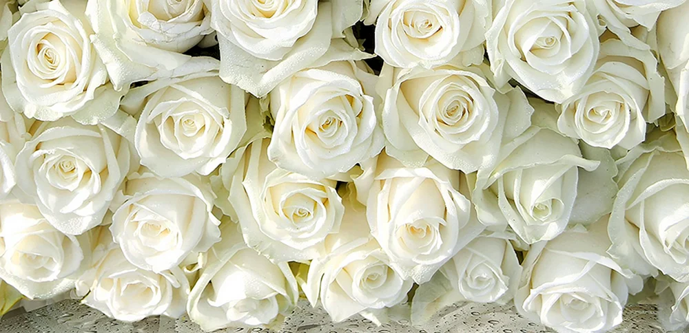 Schöne weiße Blumen