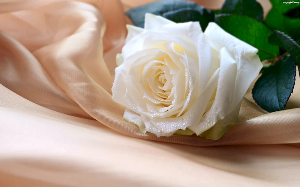 Zarte Blumen