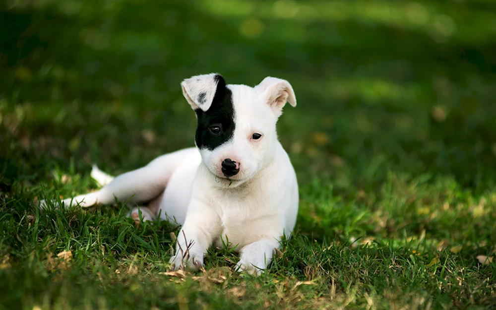 West Highland-White Terrier Terrier