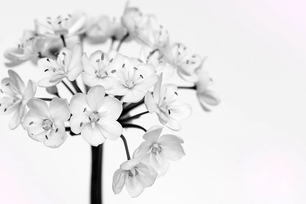 Weiße Blumen