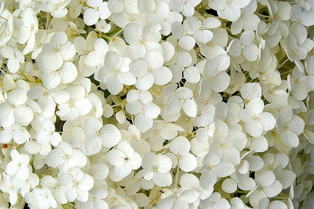 Weiße Blumen