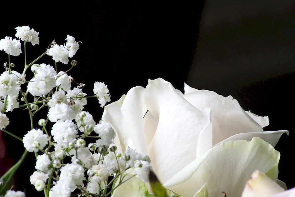 Weiße Blumen