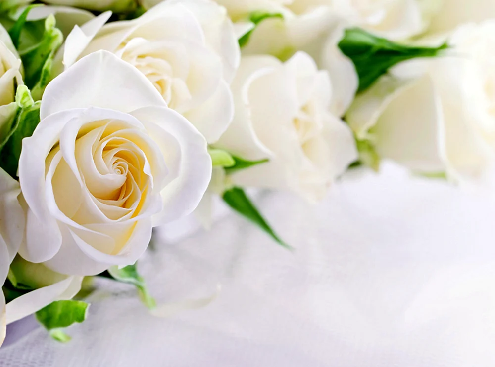 Weiße Blumen
