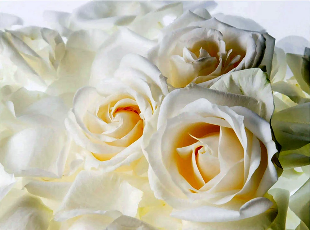 Weiße Blumen