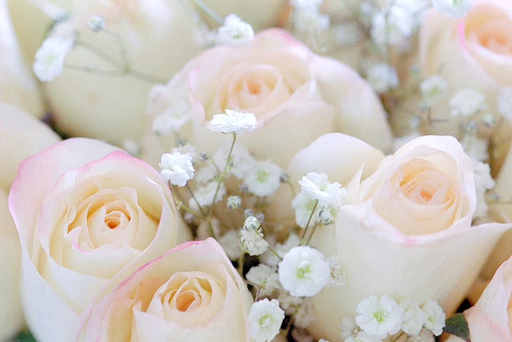 Rosa Natures White