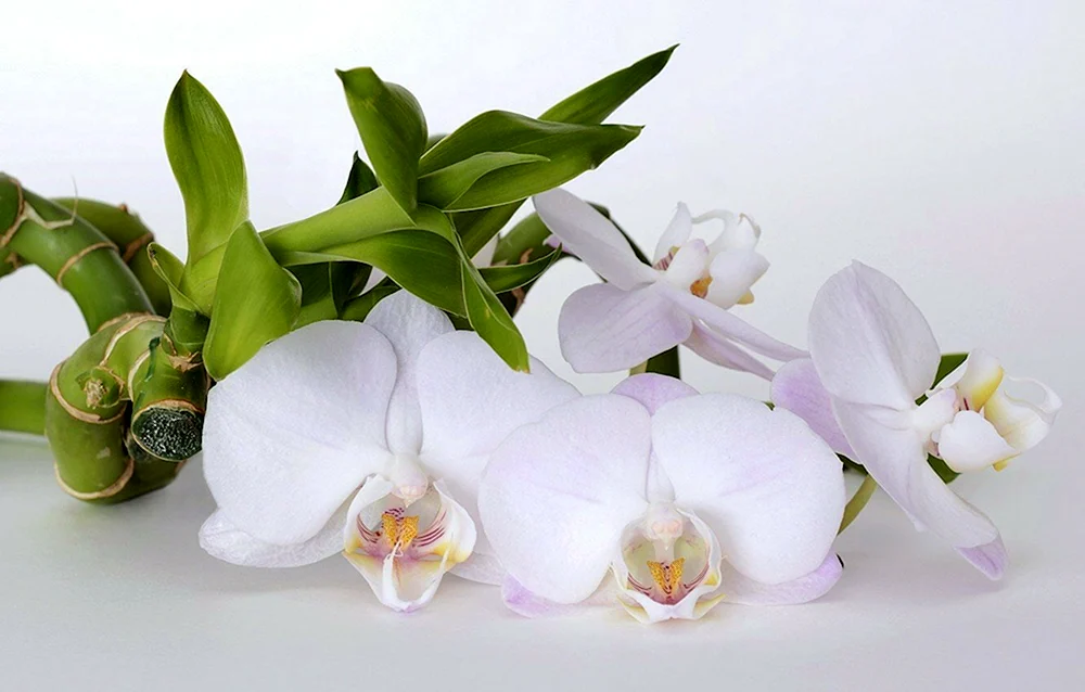 Orchidia. phalaenopsis vanilla
