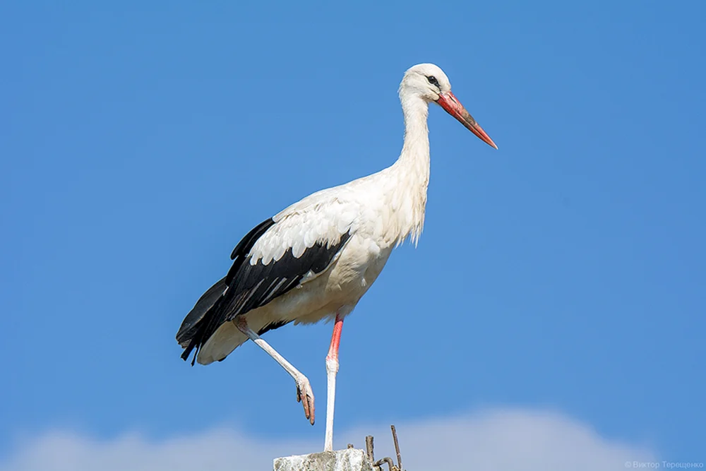 Storch