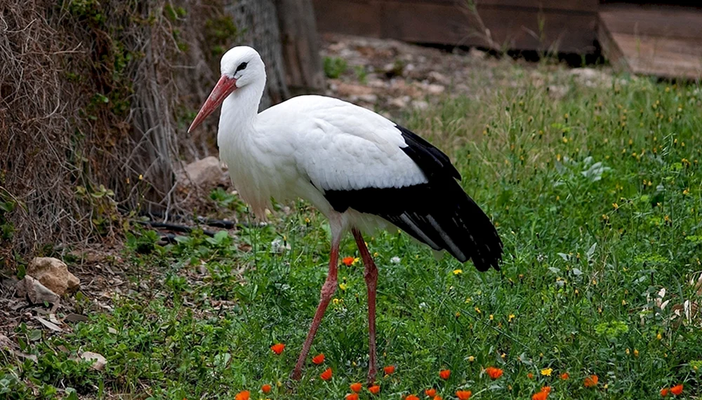 Storch Zugvogel