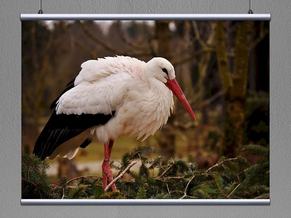 Weißstorch Vogel
