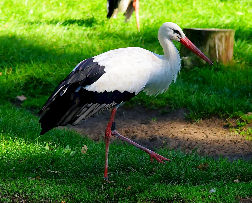 Weißstorch Vogel