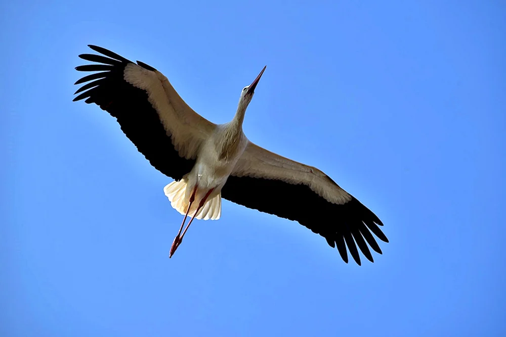 Weißer Storch von Weißrussland
