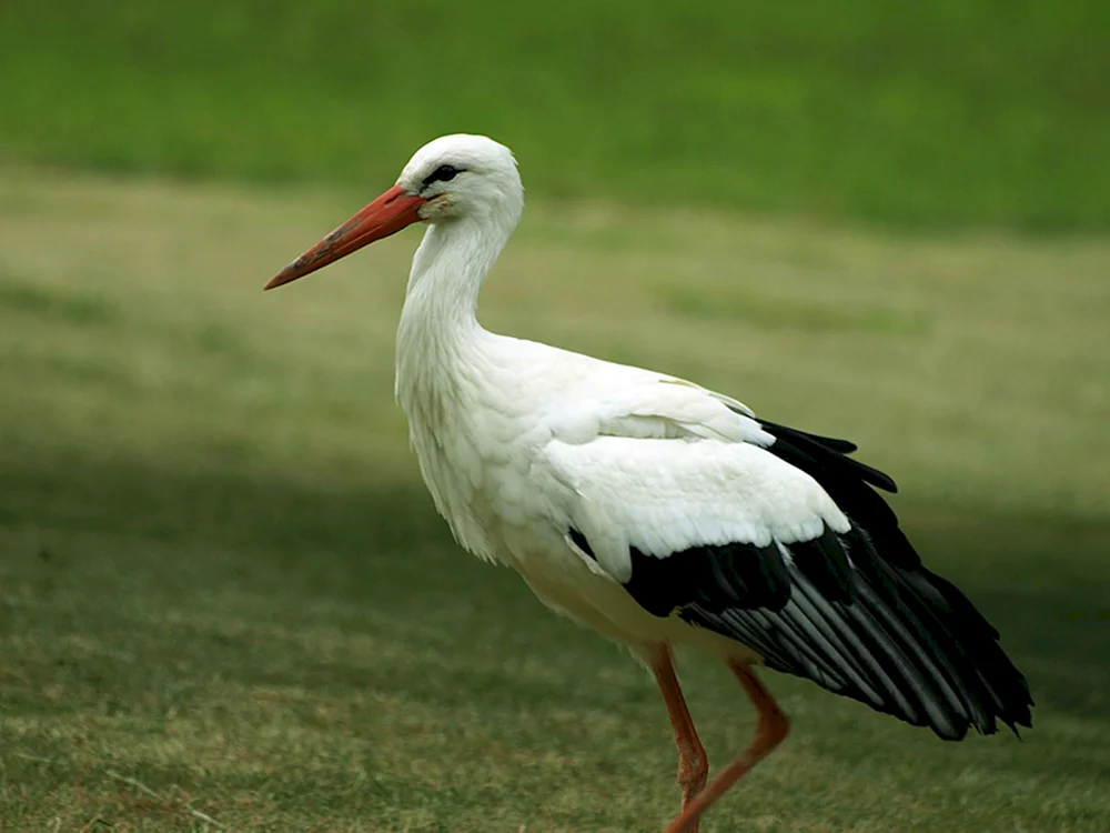 Weißstorch Belarus