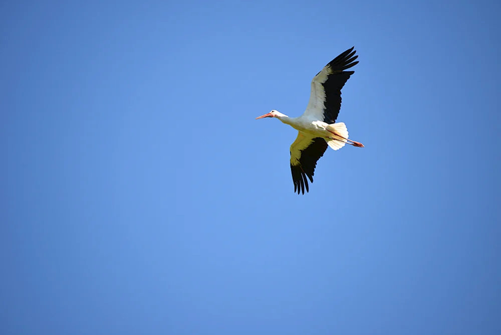 Ein Storch