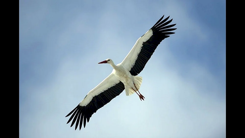 Ciconia Ciconia