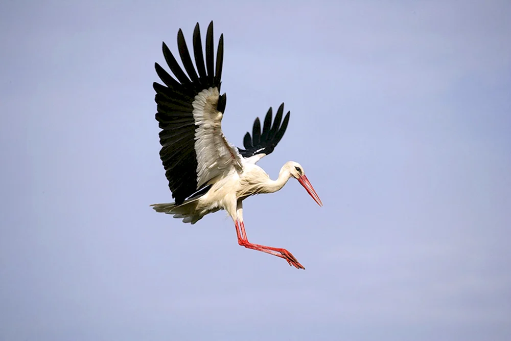 Weißer Storch von Weißrussland