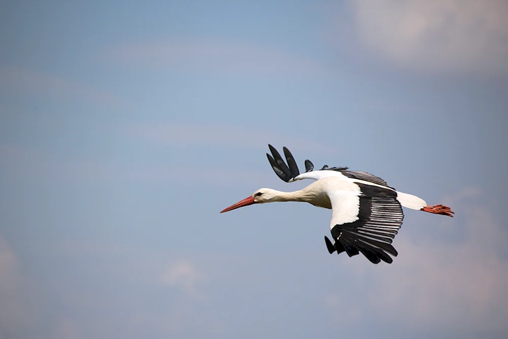 Weißer Storch von Weißrussland