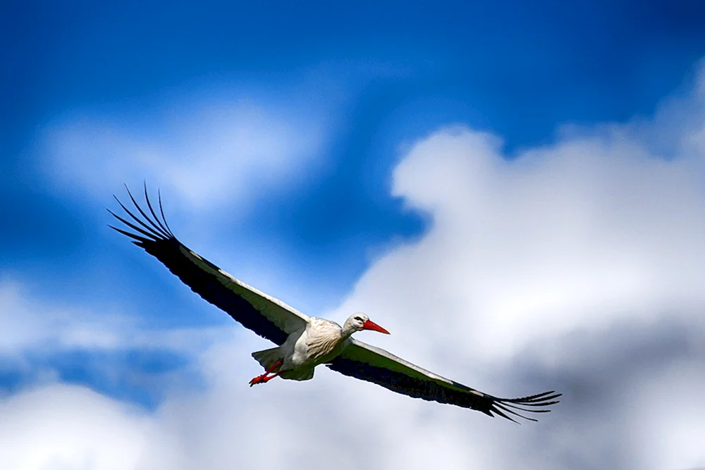 Der Storch auf dem Feld Peremsky