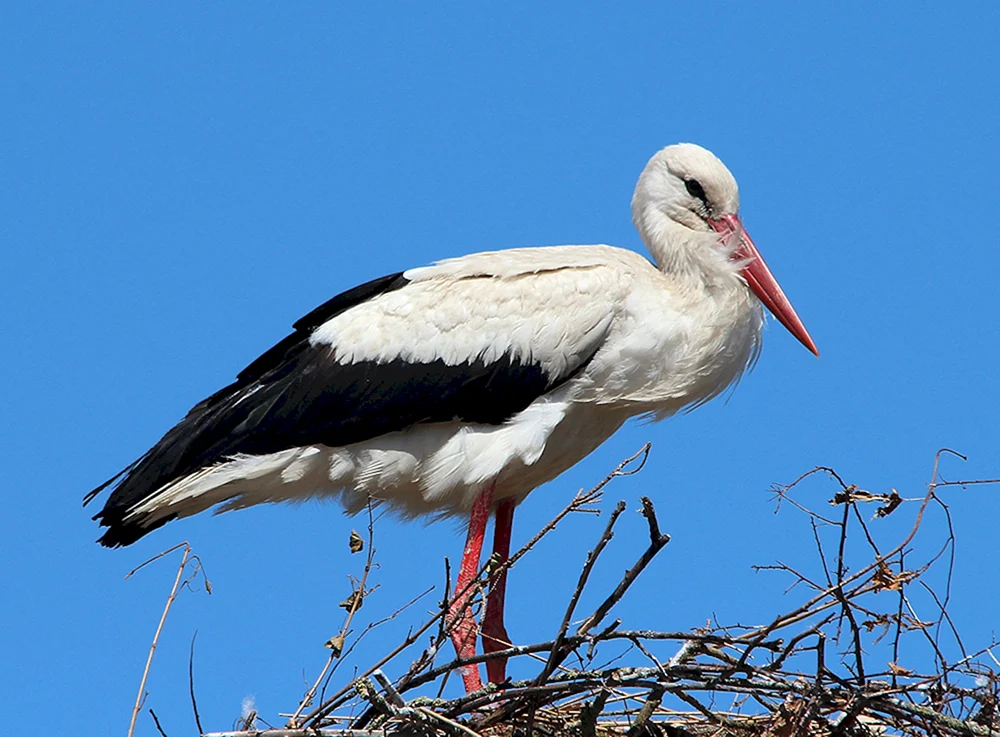 Weißstorch Vogel