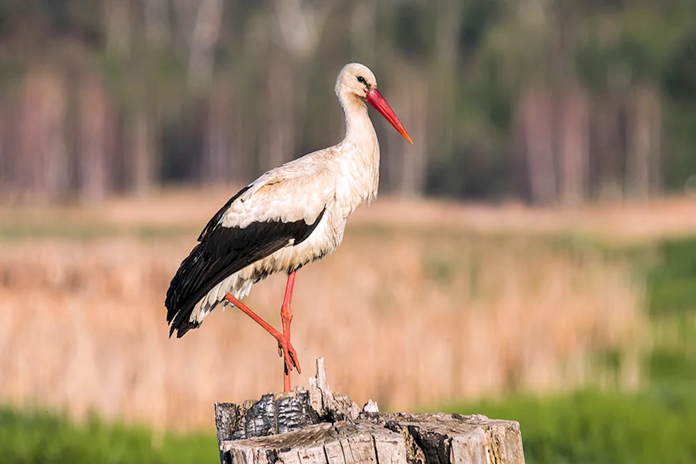 Weißbauchstorch