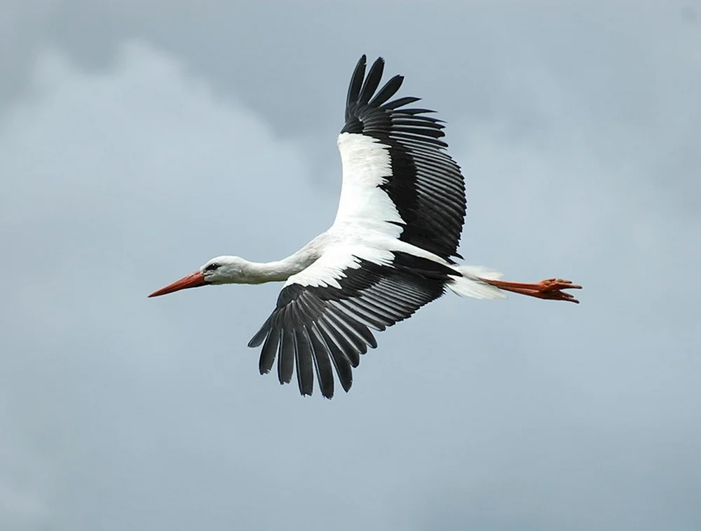 Weißstorch Ciconia Ciconia