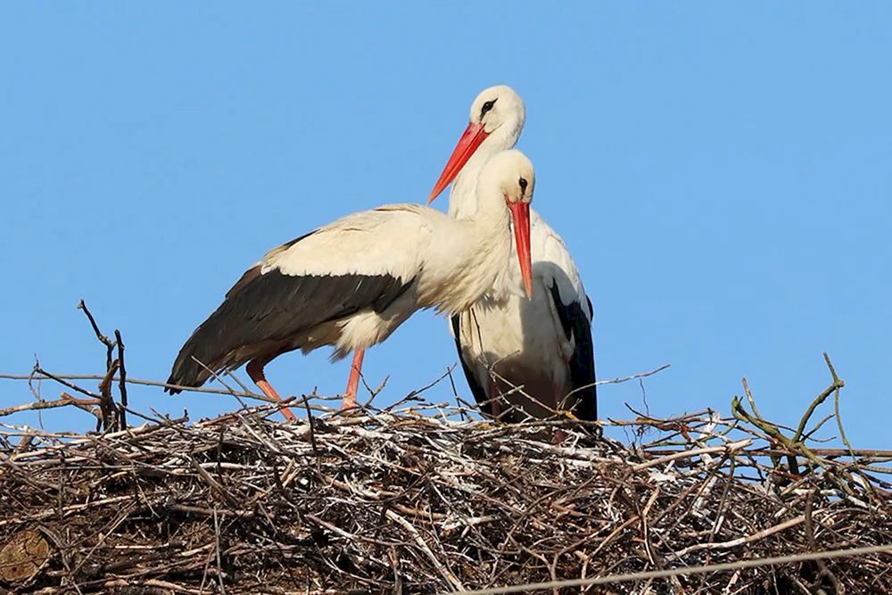 Weißstorch Schnabelstorch