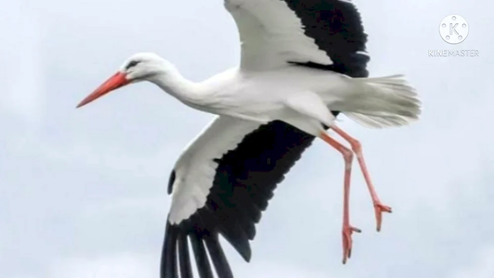 Weißstorch Storch Ciconia Ciconia