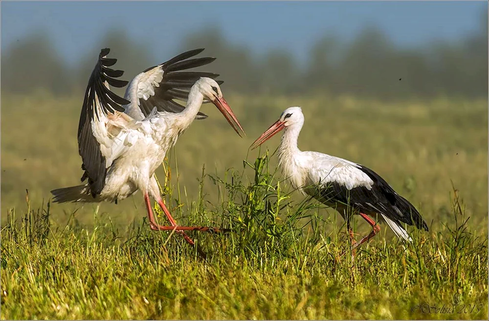 Weißstorch Ciconia