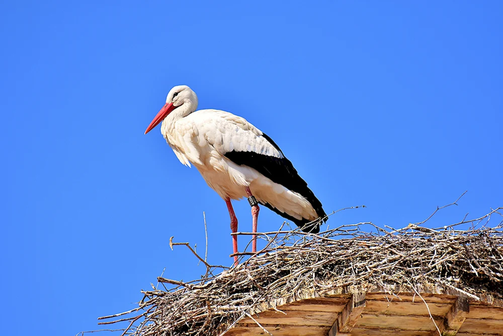 Weißstorch Ciconia
