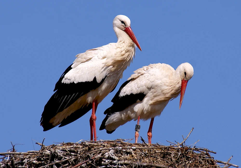 Weißstorch Vogel