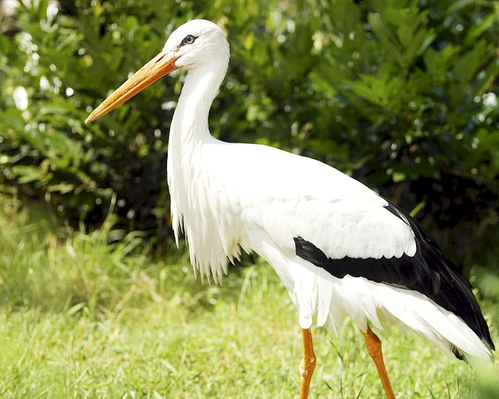 Weißstorch Vogel