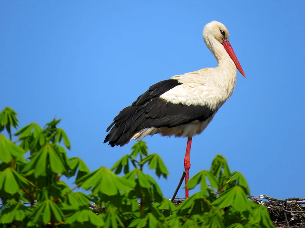 Weißstorch Vogel