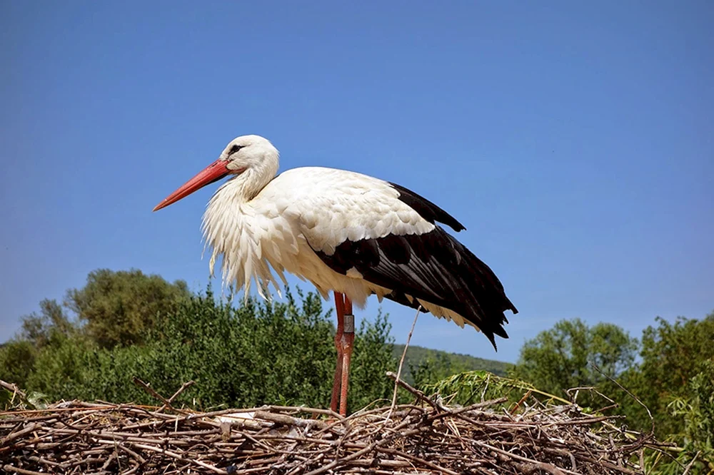Weißstorch Vogel
